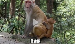 猴子的视频,视频捕捉灵长类动物趣味瞬间